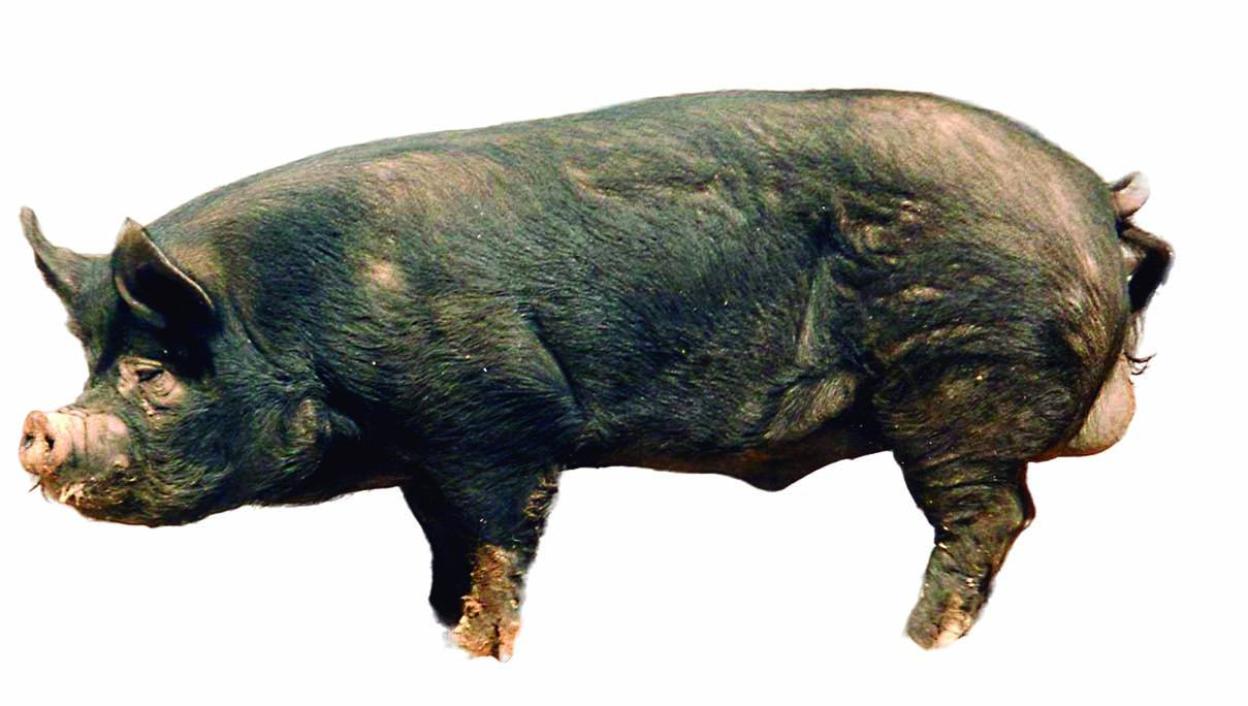 Un marrano de buena cuna La Verdad